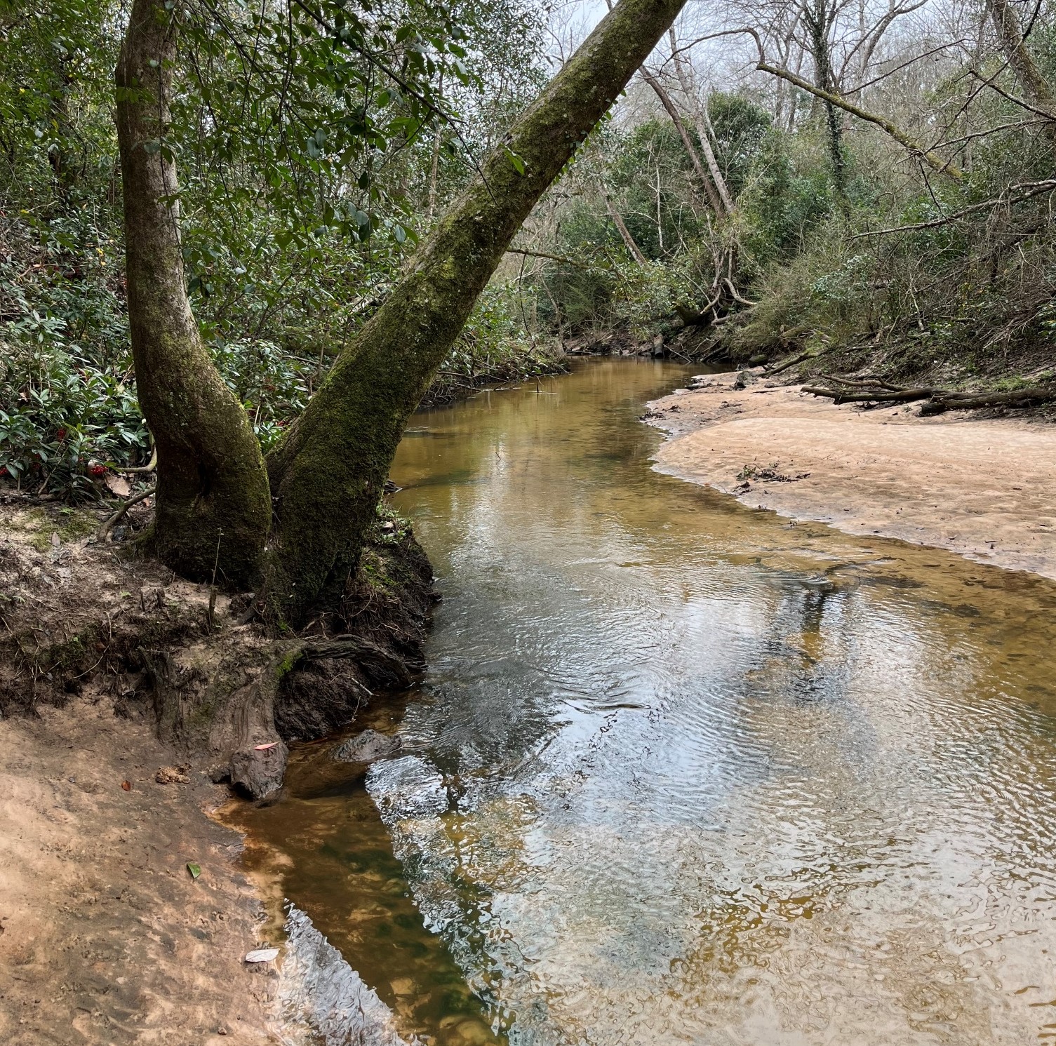 smaller_Triangle at Fly Creek